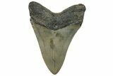 Serrated, Fossil Megalodon Tooth - North Carolina #295248-1